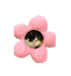 かわいい猫のプッチとみかん5（個別スタンプ：18）