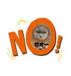 かわいい猫のプッチとみかん5（個別スタンプ：19）