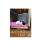 かわいい猫のプッチとみかん5（個別スタンプ：24）