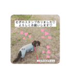 こむぎのむぎちゃん（個別スタンプ：1）