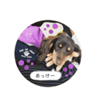 こむぎのむぎちゃん（個別スタンプ：14）