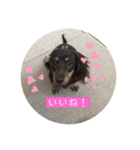 こむぎのむぎちゃん（個別スタンプ：24）