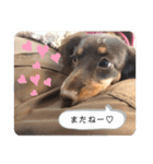 こむぎのむぎちゃん（個別スタンプ：30）