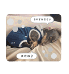 こむぎのむぎちゃん（個別スタンプ：33）