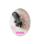 こむぎのむぎちゃん（個別スタンプ：39）