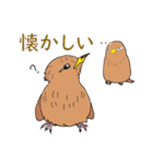 外来種ガビチョウpart2（個別スタンプ：20）