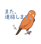外来種ガビチョウpart2（個別スタンプ：24）