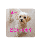 犬と会話スタンプ（個別スタンプ：1）
