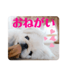 犬と会話スタンプ（個別スタンプ：3）