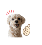 犬と会話スタンプ（個別スタンプ：4）
