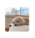 犬と会話スタンプ（個別スタンプ：6）