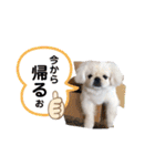 犬と会話スタンプ（個別スタンプ：7）