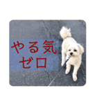 犬と会話スタンプ（個別スタンプ：10）