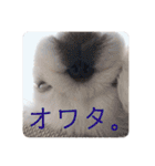 犬と会話スタンプ（個別スタンプ：11）