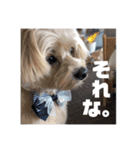 犬と会話スタンプ（個別スタンプ：13）