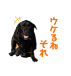 犬と会話スタンプ（個別スタンプ：24）