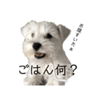 白いおいぬくん（個別スタンプ：5）