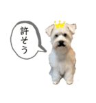 白いおいぬくん（個別スタンプ：7）