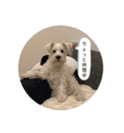 白いおいぬくん（個別スタンプ：11）