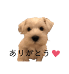 白いおいぬくん（個別スタンプ：24）