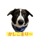 ミルミルスタンプ コーギーカーディガン（個別スタンプ：1）