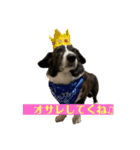 ミルミルスタンプ コーギーカーディガン（個別スタンプ：2）