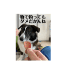 ミルミルスタンプ コーギーカーディガン（個別スタンプ：10）
