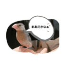 桜文鳥のるぅくんスタンプ（個別スタンプ：5）