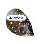 桜文鳥のるぅくんスタンプ（個別スタンプ：7）