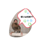 桜文鳥のるぅくんスタンプ（個別スタンプ：8）