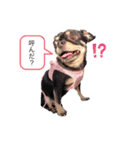 CuontoFuta（個別スタンプ：3）