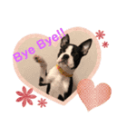 Boston LOVE❤️（個別スタンプ：2）