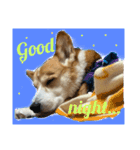 コーギー犬あとむ（個別スタンプ：1）