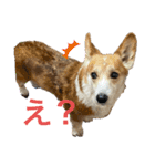 コーギー犬あとむ（個別スタンプ：2）