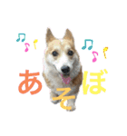 コーギー犬あとむ（個別スタンプ：3）