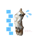 コーギー犬あとむ（個別スタンプ：4）