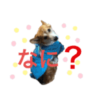 コーギー犬あとむ（個別スタンプ：5）