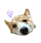 コーギー犬あとむ（個別スタンプ：6）
