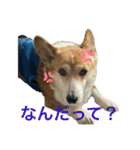 コーギー犬あとむ（個別スタンプ：7）