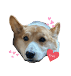 コーギー犬あとむ（個別スタンプ：8）