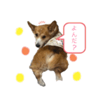 コーギー犬あとむ（個別スタンプ：10）