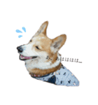 コーギー犬あとむ（個別スタンプ：11）
