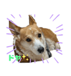 コーギー犬あとむ（個別スタンプ：12）