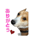 コーギー犬あとむ（個別スタンプ：13）