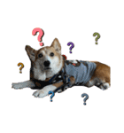 コーギー犬あとむ（個別スタンプ：14）
