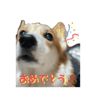 コーギー犬あとむ（個別スタンプ：15）