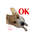 コーギー犬あとむ（個別スタンプ：16）