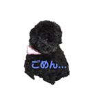 トイプードルのココア♡（個別スタンプ：5）