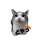 あにぃのキモチ（個別スタンプ：4）