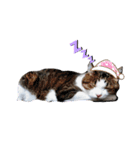 あにぃのキモチ（個別スタンプ：5）